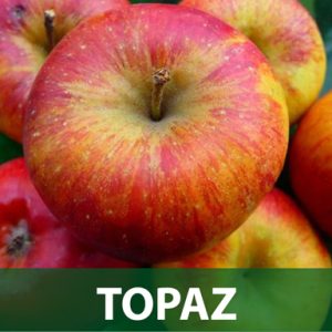 Topaz sadnice jabuke prodaja