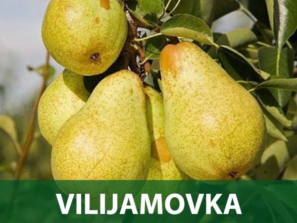 Viljamovka sadnice kruška voćne sadnice prodaja