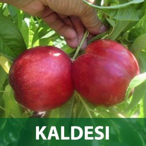 nektarina kaldesi sadnice