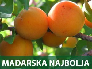 kajsija madjarska najbolja