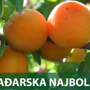 kajsija madjarska najbolja