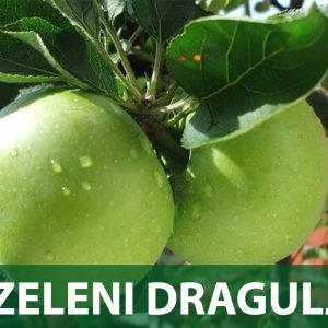 zeleni dragulj sadnice jabuka prodaja