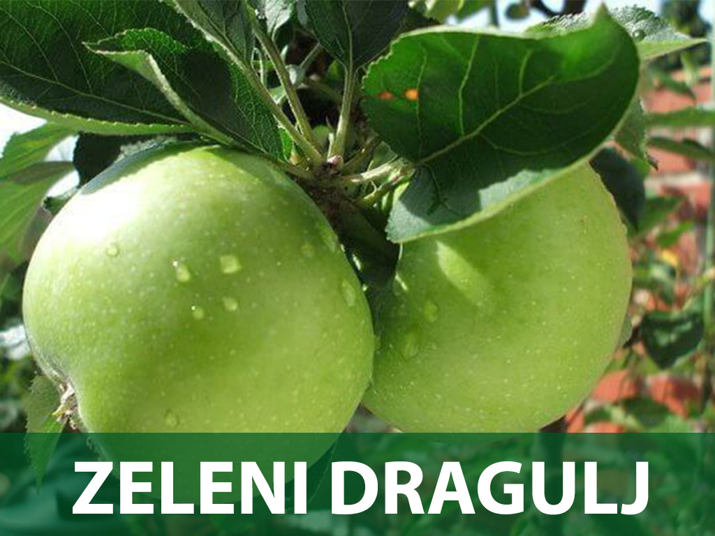 zeleni dragulj sadnice jabuka prodaja zeleni dragulj sadnice jabuka prodaja