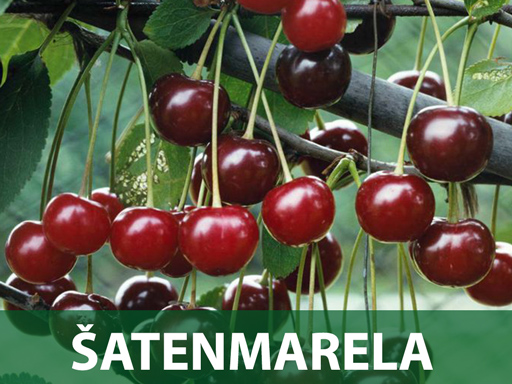 Šatenmarela sadnice prodaja Šatenmarela sadnice prodaja