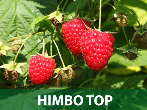 Himbo top malina sadnice