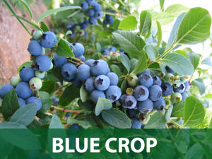 BLUE-CROP-SORTA