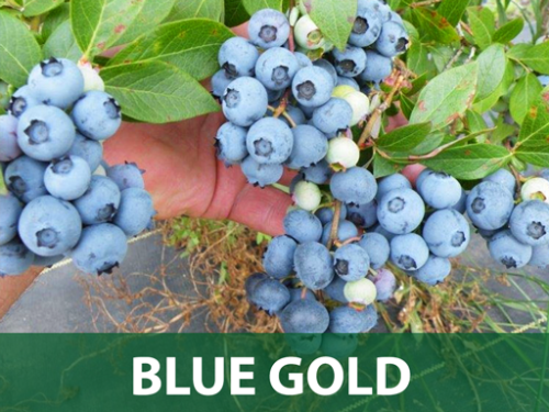 BLUE-GOLD-SORTA