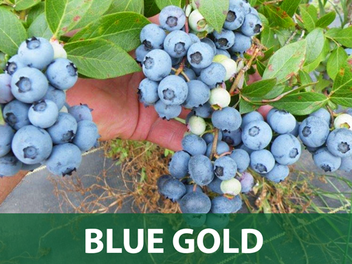 Blue gold borovnica sadnice prodaja