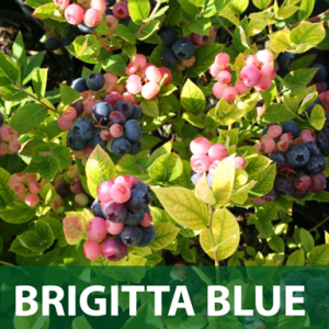 BRIGITTA BLUE SADNICE