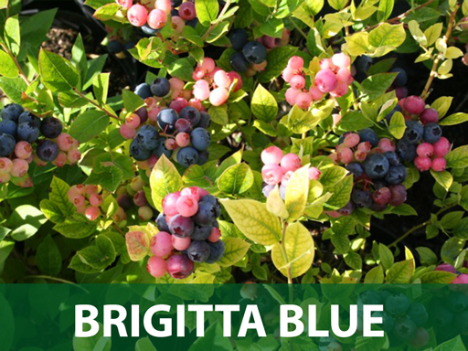 Brigita blue borovnica sadnice prodaja