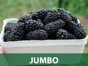 Jumbo kupina sadnice