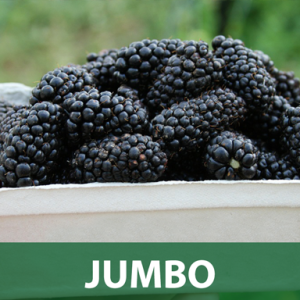 Jumbo kupina sadnice