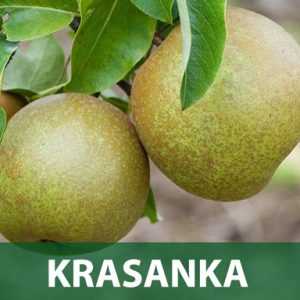 krasanka kruska