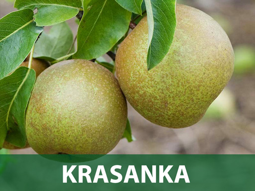 Krasanka sadnice