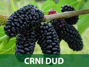 CRNI-DUD-PRODAJA-SADNICA