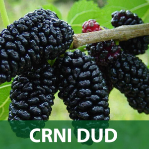 CRNI-DUD-PRODAJA-SADNICA