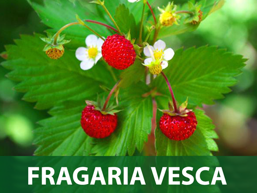 Fragaria vesca jagoda sadnice prodaja