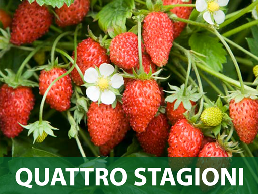 Quattro stagioni jagoda sadnice prodaja