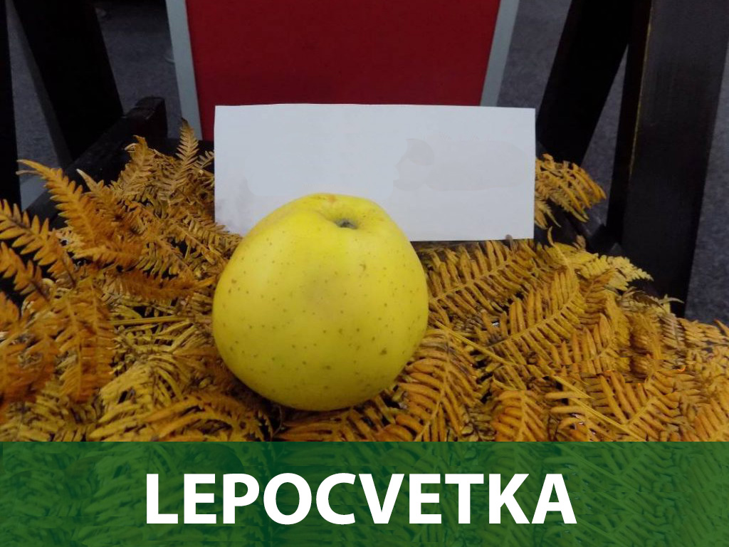 Lepocvetka sadnice