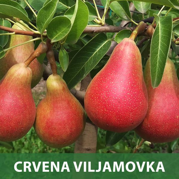Crvena Viljamovka