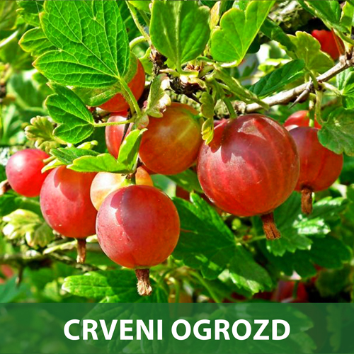 CRNI-DUD-PRODAJA-SADNICA