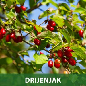 Drijenjak