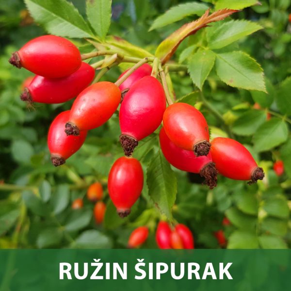 Ružin Šipurak