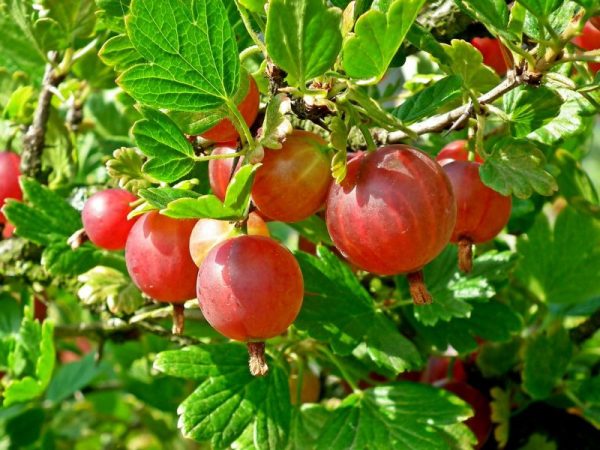 Ogrozd Crveni