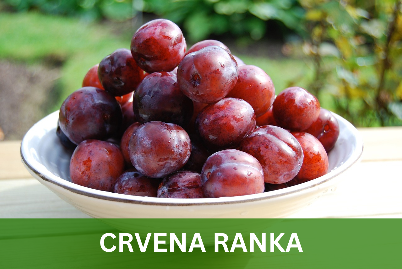 CRVENARANKA