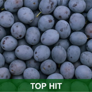 ŠLJIVA TOP HIT