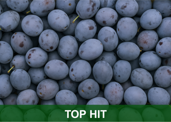 ŠLJIVA TOP HIT