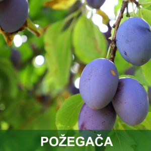 ŠLJIVA POŽEGAČA
