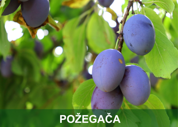 ŠLJIVA POŽEGAČA