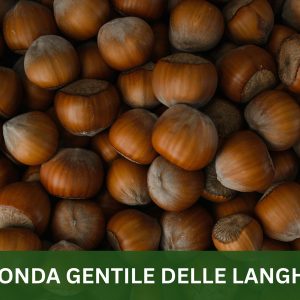 TONDA GENTILE DELLE LANGHE