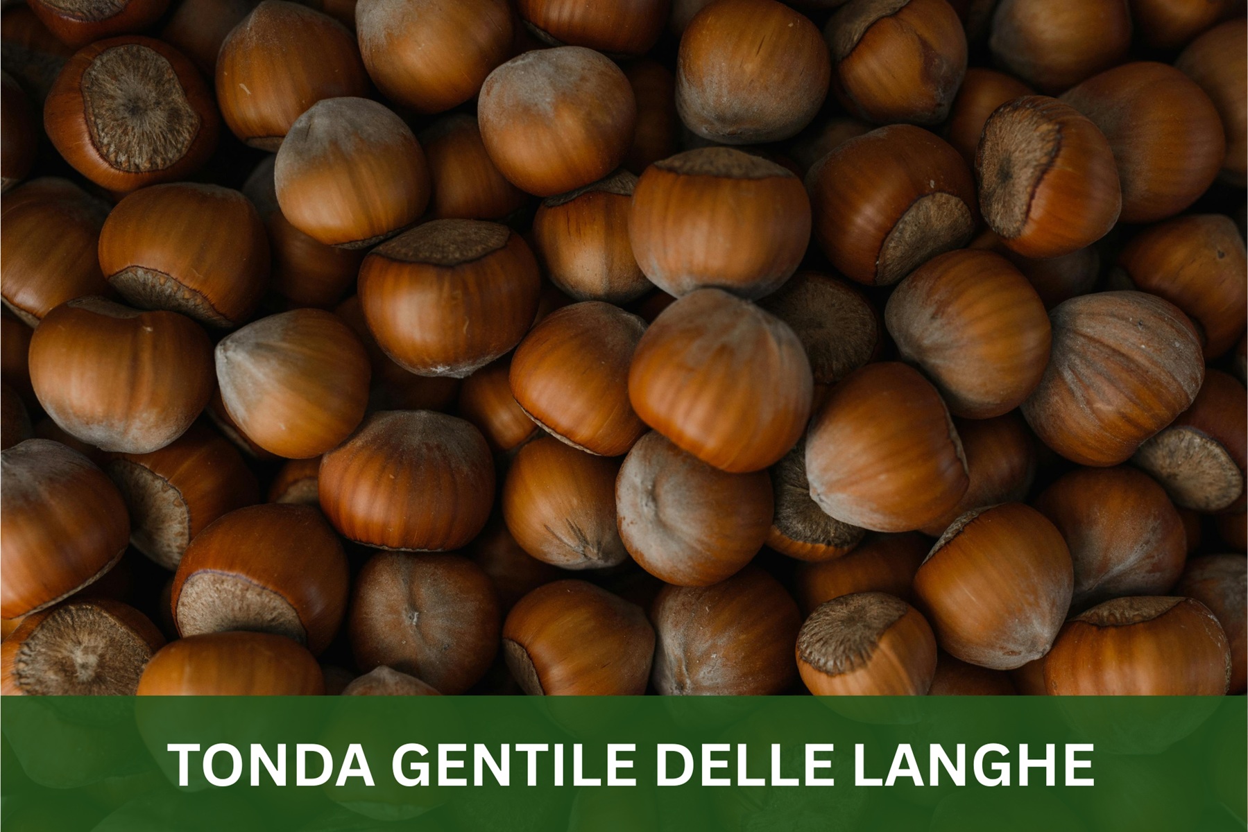 TONDA GENTILE DELLE LANGHE - 1