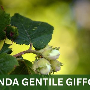 tonda gentile giffoni
