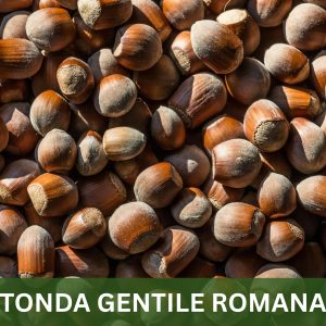 TONDA GENTILE ROMANA
