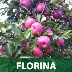 Florina sadnice jabuka