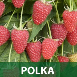 Polka malina sadnice