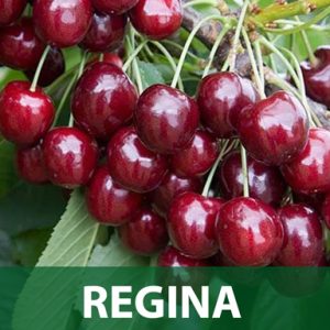 Regina sadnice prodaja