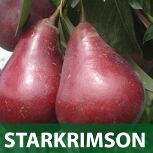 Starkrimson sadnice kruška