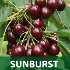 Sunburst sadnice trešnje prodaja