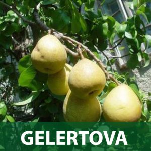 gelertova sadnice kruška sadnica prodaja