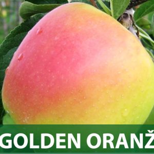 Golden oranž sadnice prodaja