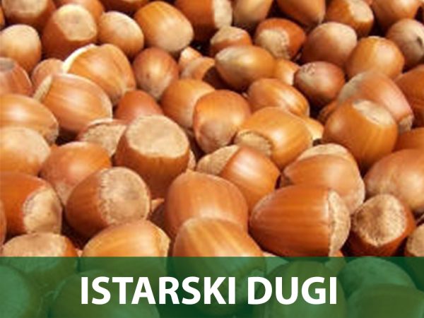 istarski dugi lješnjak sadnice