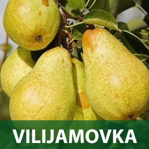 Viljamovka sadnice kruška voćne sadnice prodaja